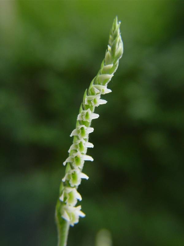 L’orchidea dell’autunno: la Spiranthes spiralis a Ostia